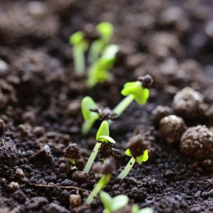 Finding Farmland or Gardening Space Image